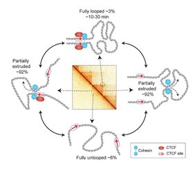 Live-Zell-Bildgebung von CTCF/Cohesin-vermittelten Chromatinschlaufen