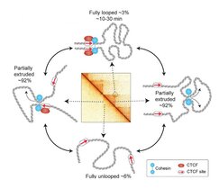 Live-Zell-Bildgebung von CTCF/Cohesin-vermittelten Chromatinschlaufen