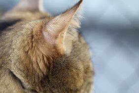 Tierisches Erbe: Auch der Mensch richtet seine Ohren auf interessante Geräusche