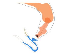 Ein erwachsener Fadenwurm (Pristionchus pacificus) verschlingt eine Caenorhabditis elegans-Larve Ein erwachsener Fadenwurm (Pristionchus pacificus) verschlingt eine Caenorhabditis elegans-Larve