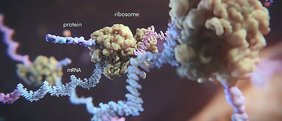 Schematische Darstellung eines Ribosoms 