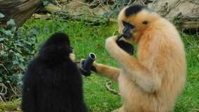 Händigkeit bei Primaten