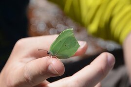 Zitronenfalter (Gonepteryx rhamni)  artenvielfalt