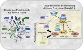 Die Abbildung zeigt links die Struktur von AcuB und rechts ein Regulationsmodell, das die Rolle des Proteins bei der Bildung von aktivierter Essigsäure (Acetyl-CoA) und der Acetatverwertung in Bakterien veranschaulicht. 