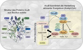 Die Abbildung zeigt links die Struktur von AcuB und rechts ein Regulationsmodell, das die Rolle des Proteins bei der Bildung von aktivierter Essigsäure (Acetyl-CoA) und der Acetatverwertung in Bakterien veranschaulicht. 