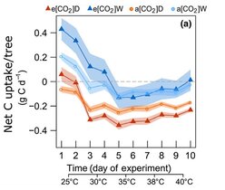 Gesamtkohlenstoffaufnahme von Aleppo-Kiefern bei steigender Temperatur: Reaktion für Bäume unter atmosphärischem (a) versus erhöhtem (e) CO2 unter guter Bewässerung (W) und Trockenstress (D). 