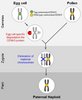 Grafik Befruchtung der Eizelle mit dem Pollen einer Wildtyp-Pflanze enthält der Embryo ausschließlich die väterlichen Chromosomen des Pollens.