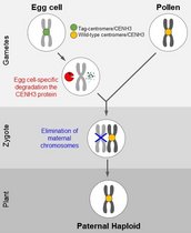 Grafik Befruchtung der Eizelle mit dem Pollen einer Wildtyp-Pflanze enthält der Embryo ausschließlich die väterlichen Chromosomen des Pollens.