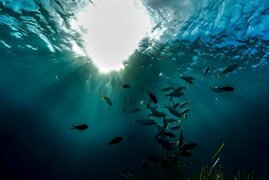 Fischschwarm im Meer