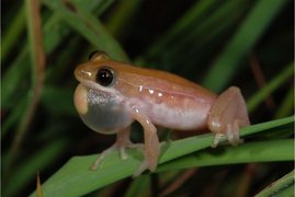 Rufendes Männchen des Pyjamariedfrosches, Afrixalus vittiger.  