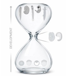 Die Embryogenese von Wirbeltieren folgt einem Muster, das als „Entwicklungs-Sanduhr“ bekannt ist. In der Mitte der Embryogenese weisen Embryonen verschiedener Arten ein hohes Maß an molekularer und morphologischer Ähnlichkeit auf. Sanduhr
