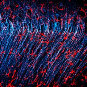 Astrozyten (rot) umgeben Nervenzellen (blau) im Gehirn einer Maus. 