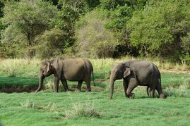 Große Tiere gehen es langsamer an um nicht zu überhitzen