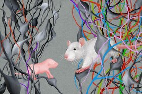 Neuronale Schaltkreise von Jungtieren und heranwachsenden Mäusen, kartiert mit hoher Präzision. 