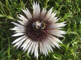 Helle Erdhummel (Bombus lucorum) 