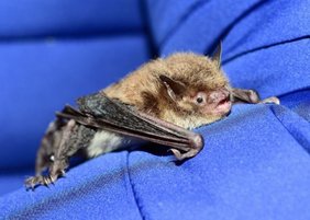 Weibliche Wasserfledermaus