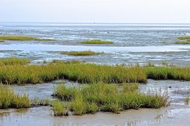 Küstenökosysteme wie das niedersächsische Wattenmeer können große Mengen an Kohlenstoff aus der Atmosphäre im Sediment speichern. Küstenökosysteme wie das niedersächsische Wattenmeer können große Mengen an Kohlenstoff aus der Atmosphäre im Sediment speichern.