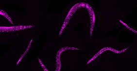Da Würmer der Art Caenorhabditis elegans spezialisierte Zelltypen und Entwicklungen aufweisen, eignen sie sich hervorragend für Untersuchung humaner Genregulationsprozesse.  