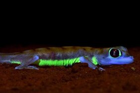 Der Wüstengecko (Pachydactylus rangei) aus der Namib