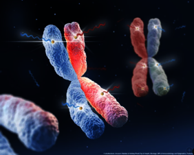zwei Kopien von jedem Chromosom – eine von unserem Vater (blau) und eine von unserer Mutter (rot)