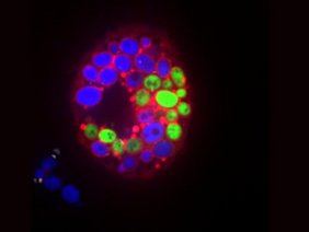 Konfokalmikroskopie mit 100-fachem Objektiv: Die grünen Hefezellen bilden im Gegensatz zu den blauen wenig Biofilm.