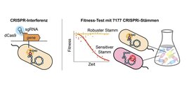 Die CRISPR-Interferenz verwendet ein deaktiviertes Cas9-Protein (dCas9) und eine einzelne Leit-RNA (sgRNA) und ermöglicht spezifische Knockdowns von Enzymen im metabolischen Netzwerk von Bakterien.