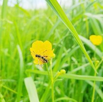 In homogenen Lebensräumen wie Äckern lassen sich Insektengemeinschaften schneller vollständig erfassen als in vielfältigen, naturnahen Lebensräumen. Insekt auf gelber Blume