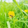 Insekt auf gelber Blume