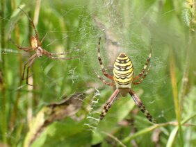 Ein Weibchen der Wespenspinne „Argiope bruennichi“ 