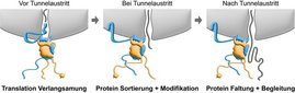 Der multifunktionale Proteinkomplex NAC in verschiedenen Stadien der Proteinsynthese auf dem Ribosom. Grafische Darstellung: Der multifunktionale Proteinkomplex NAC in verschiedenen Stadien der Proteinsynthese auf dem Ribosom.