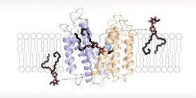 Flippase-Transportprotein, das am Aufbau der bakteriellen Zellwand beteiligt ist. 