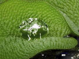 Ein Wassertropfen liegt auf einem Blatt des tropischen Schwimmfarns Salvinia molesta