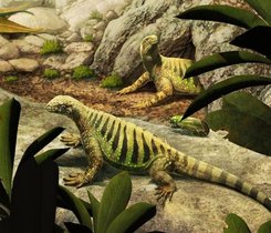 Rekonstruktion von Eunotosaurus africanus aus Südafrika. Rekonstruktion von Eunotosaurus africanus aus Südafrika.