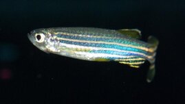 Zebrafisch in einem Aquarium des Lehrstuhls für Tierphysiologie an der Universität Bayreuth. 