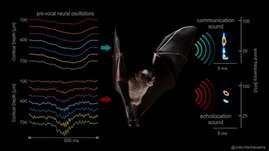 Verschiedene Nervensignale im Stirnlappen der Brillenblattnasen-Fledermaus Carollia perspicillata (links) gehen Kommunikationslauten (oben) und Lauten zur Echo-Ortung (unten) voran.  