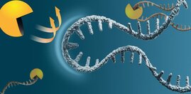 Grafik Messenger-RNA