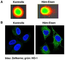 1A – Schädigung der DNA durch Häm-Eisen analysiert mit dem Comet-Assay.