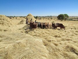 Feld mit Kühen in Afrika