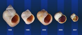 Krabbenschnecken