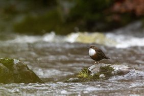 Wasseramsel
