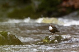 Wasseramsel