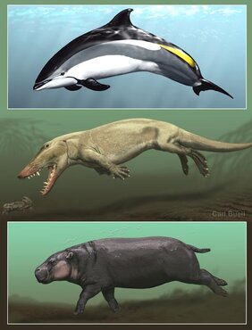 Delfine (oben), Wale und Flusspferde (unten) 