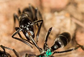 Eine Matabele-Ameise versorgt die Wunde einer Artgenossin, der im Kampf mit Termiten Beine abgebissen wurden. 