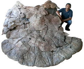 Der venezolanische Paläontologe Rodolfo Sánchez neben dem Panzer eines Stupendemys geographicus Männchens, gefunden in 8 Millionen Jahre alten Ablagerungen in Venezuela. 