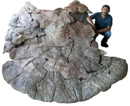 Der venezolanische Paläontologe Rodolfo Sánchez neben dem Panzer eines Stupendemys geographicus Männchens, gefunden in 8 Millionen Jahre alten Ablagerungen in Venezuela. 