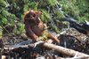 Orang-Utan-Mutter mit ihrem Jungen in einem abgebrannten Stück Regenwald bei der Tuanan Orangutan-Forschungsstation. Orang-Utan-Mutter mit ihrem Jungen in einem abgebrannten Stück Regenwald bei der Tuanan Orangutan-Forschungsstation.