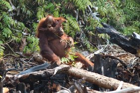 Orang-Utan-Mutter mit ihrem Jungen in einem abgebrannten Stück Regenwald bei der Tuanan Orangutan-Forschungsstation.