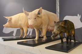 das Deutsche veredelte Landschwein und das Deutsche Edelschwein.