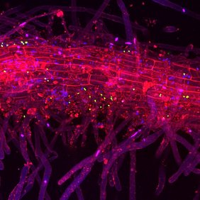 Tomatenwurzel im Feldboden 