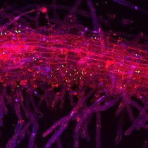 Tomatenwurzel im Feldboden 